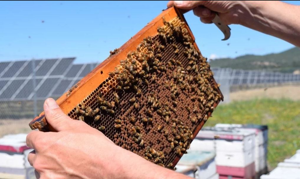 No momento, você está visualizando Fazenda solar vira maior refúgio de abelhas dos EUA